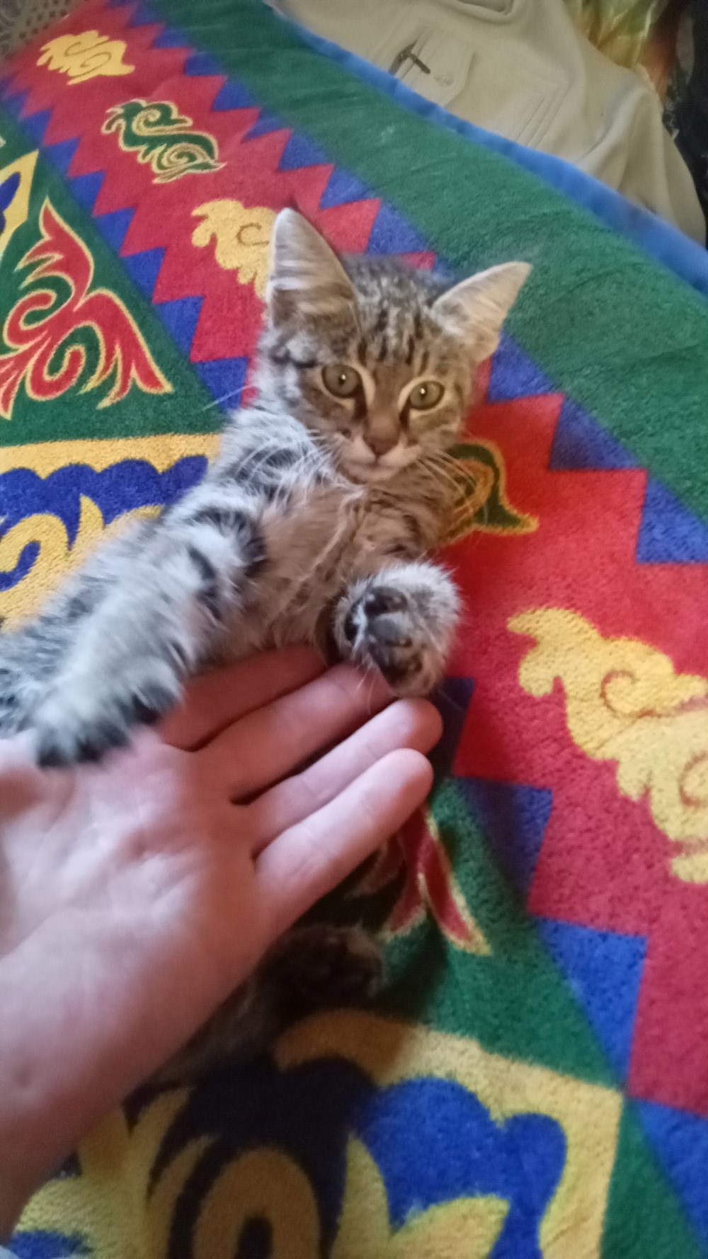 Обложка книги «Нахаленок»