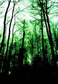 Обложка книги «Восемь пуговиц.»