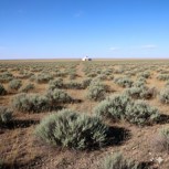 Обложка произведения Там, где пахнет полынью