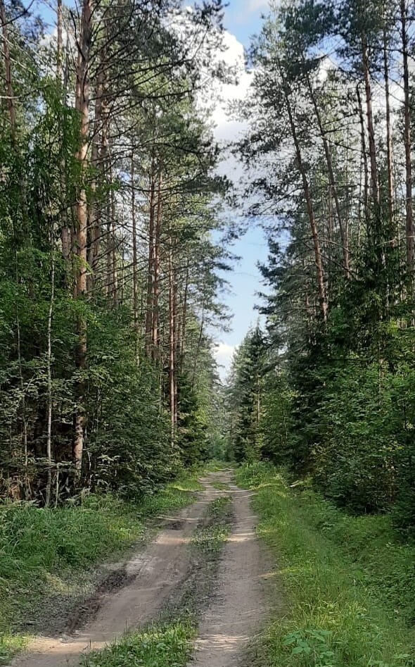 Обложка произведения Узкоколейка. Песня