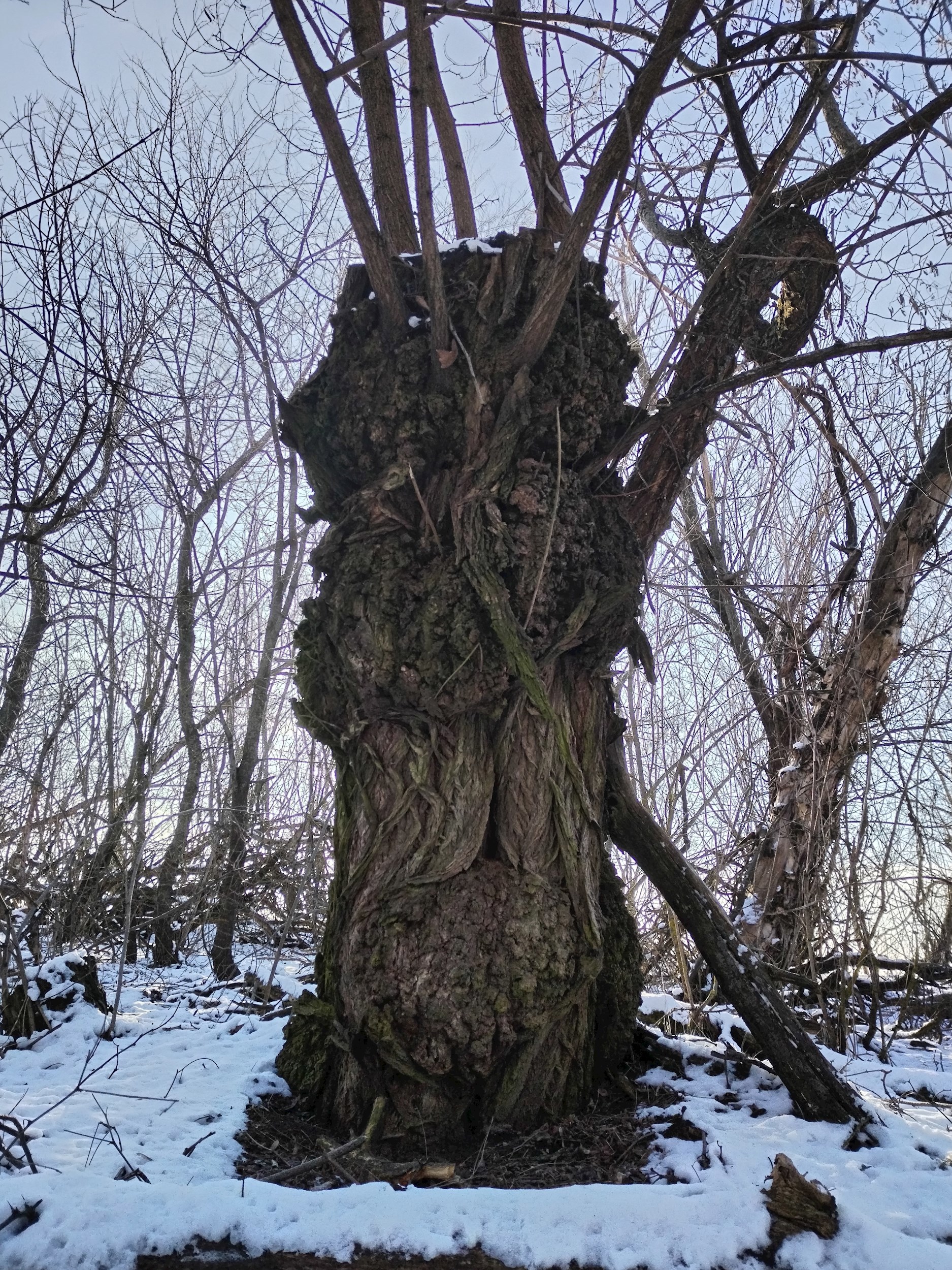 Обложка произведения О природе