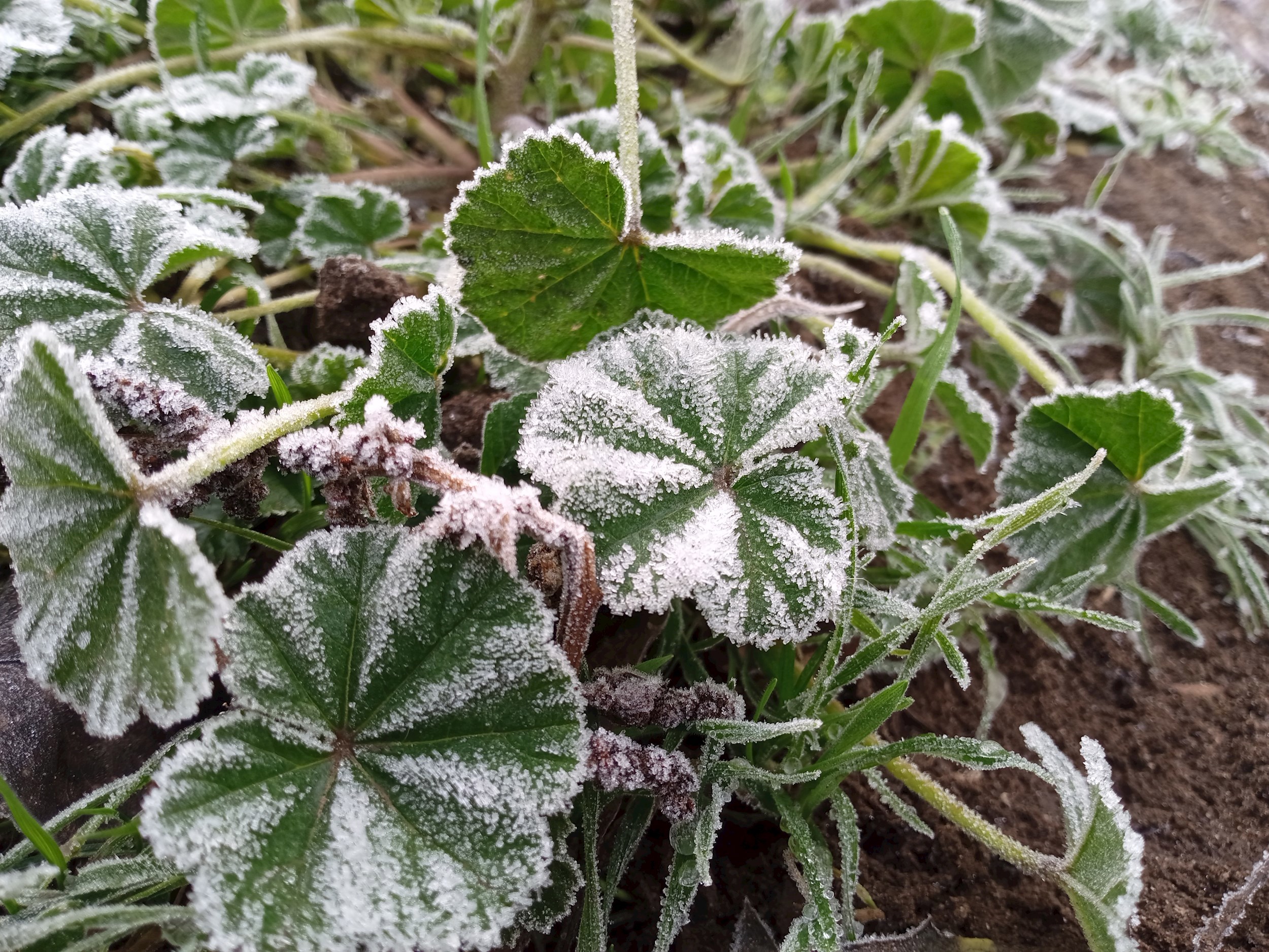Обложка произведения Хаус