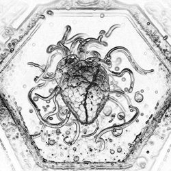 Ядро-сердце ч-б набросок