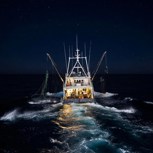 Обложка произведения Кальмаров ловят ночью