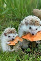 Обложка произведения A Fairy Tale About Hedgehogs. Сказка про ежиков