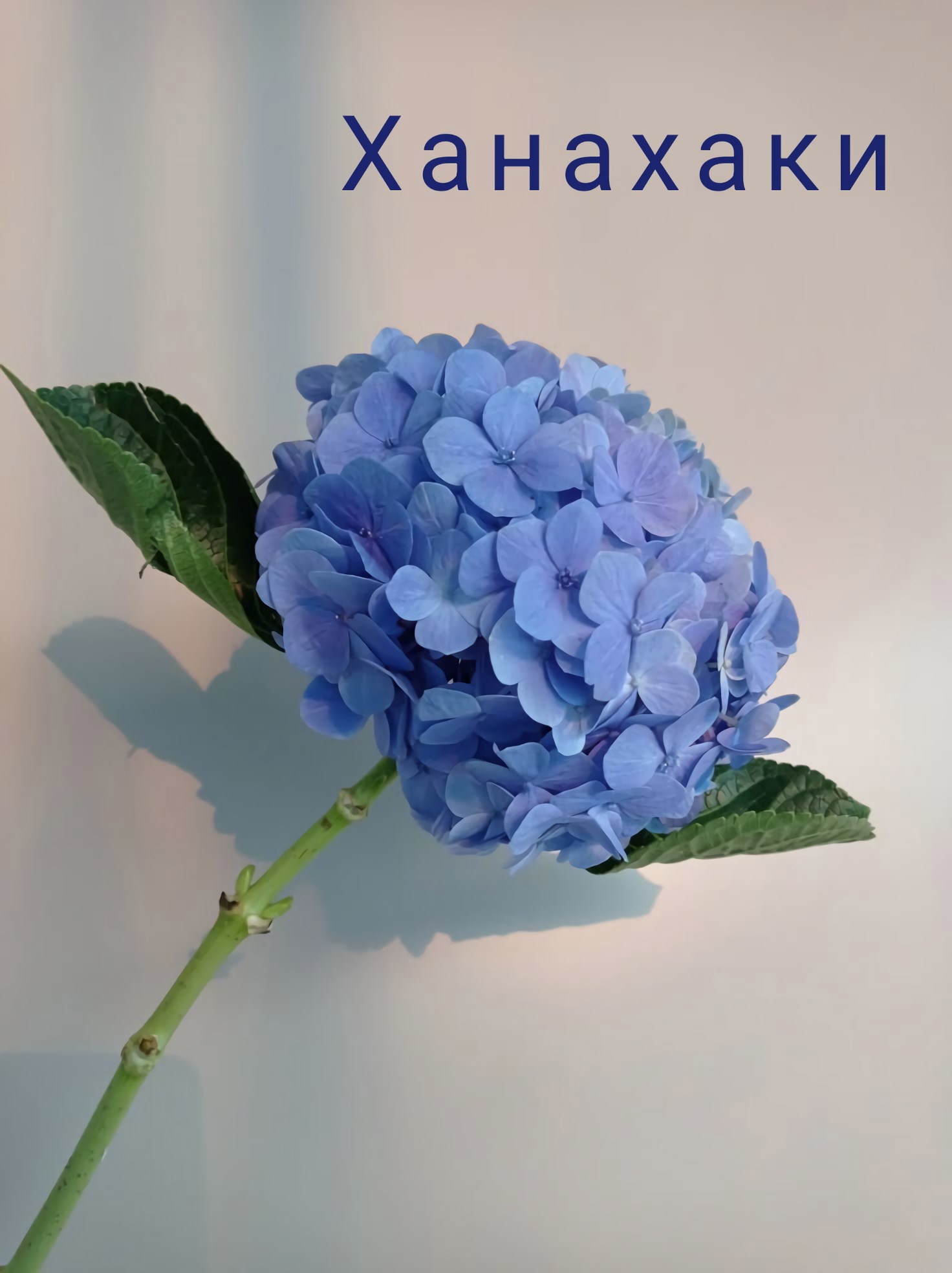Обложка книги «Ханахаки»