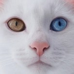 Обложка произведения Перламутровая сказка вторая глава, часть 1