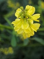 Обложка произведения Процентщик