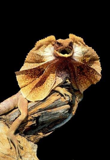 Обложка книги «Плащеносная ящерица»