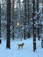 Обложка произведения Собачья доля Павла Никитича