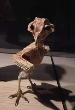 Филин без перьев