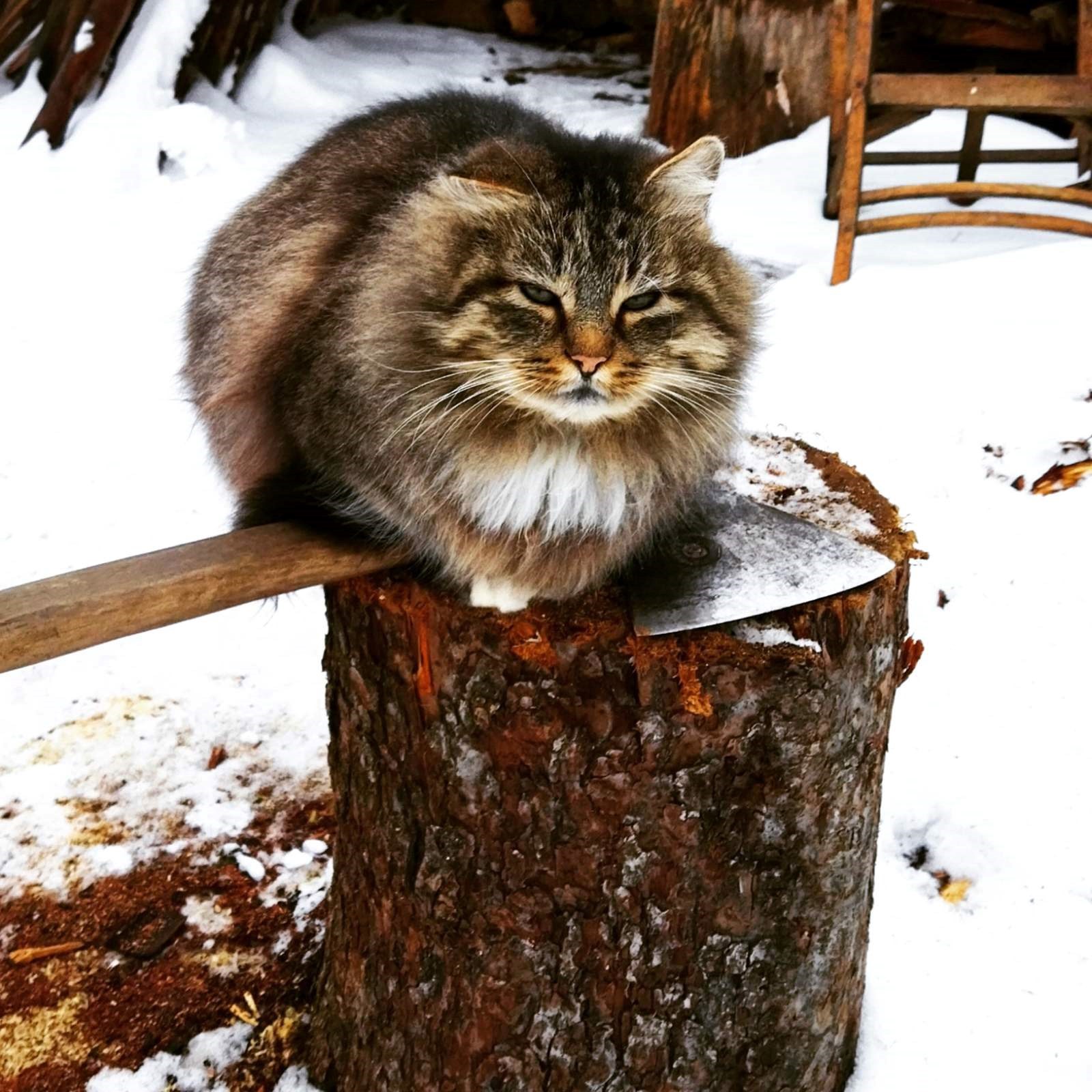 Обложка книги «Перламутровая сказка глава 2, часть 2»