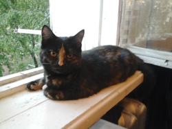 Кошка брата