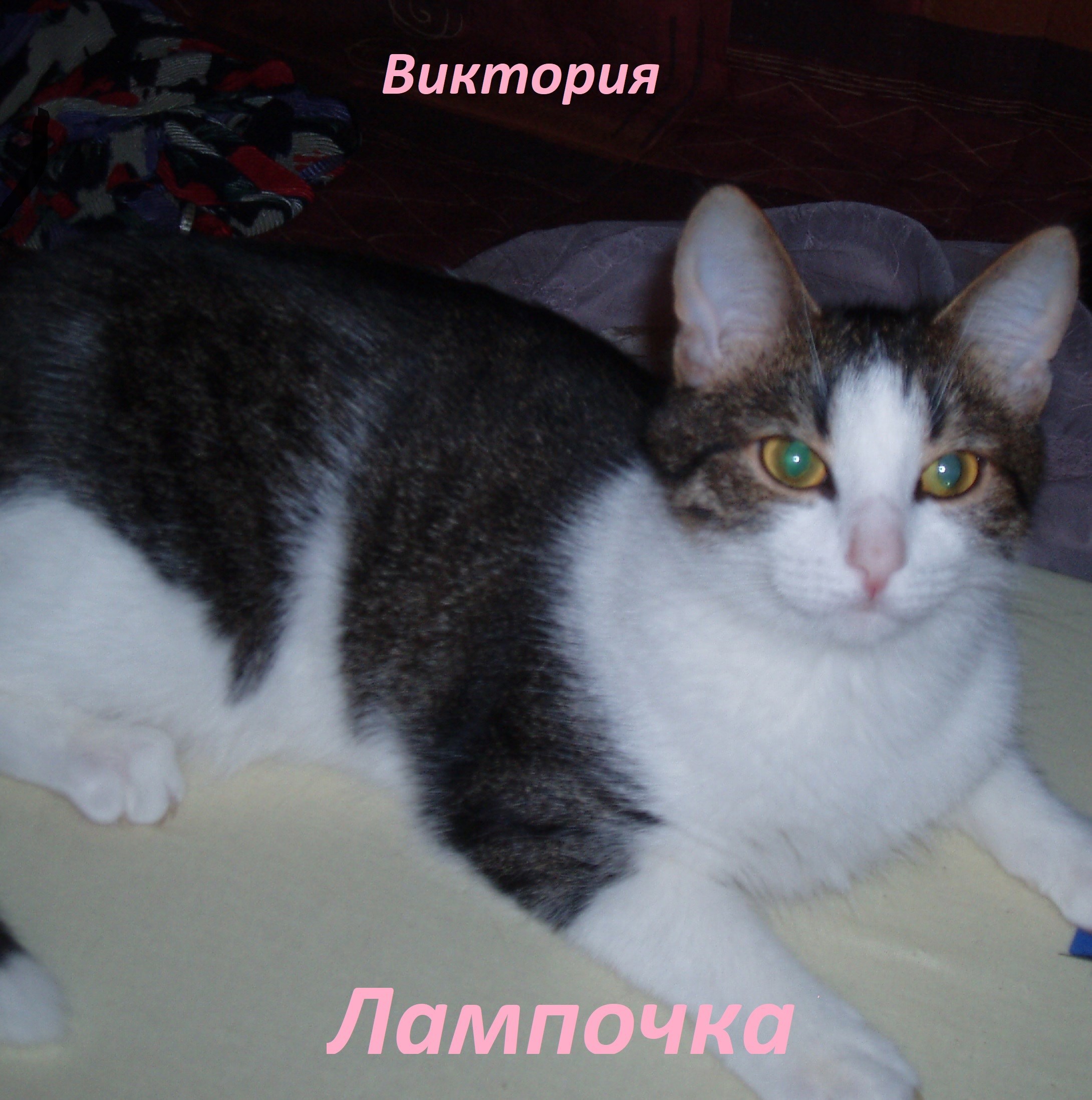 Обложка произведения Лампочка