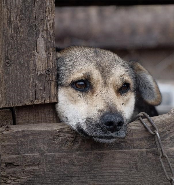 Обложка произведения Найда-Лайла