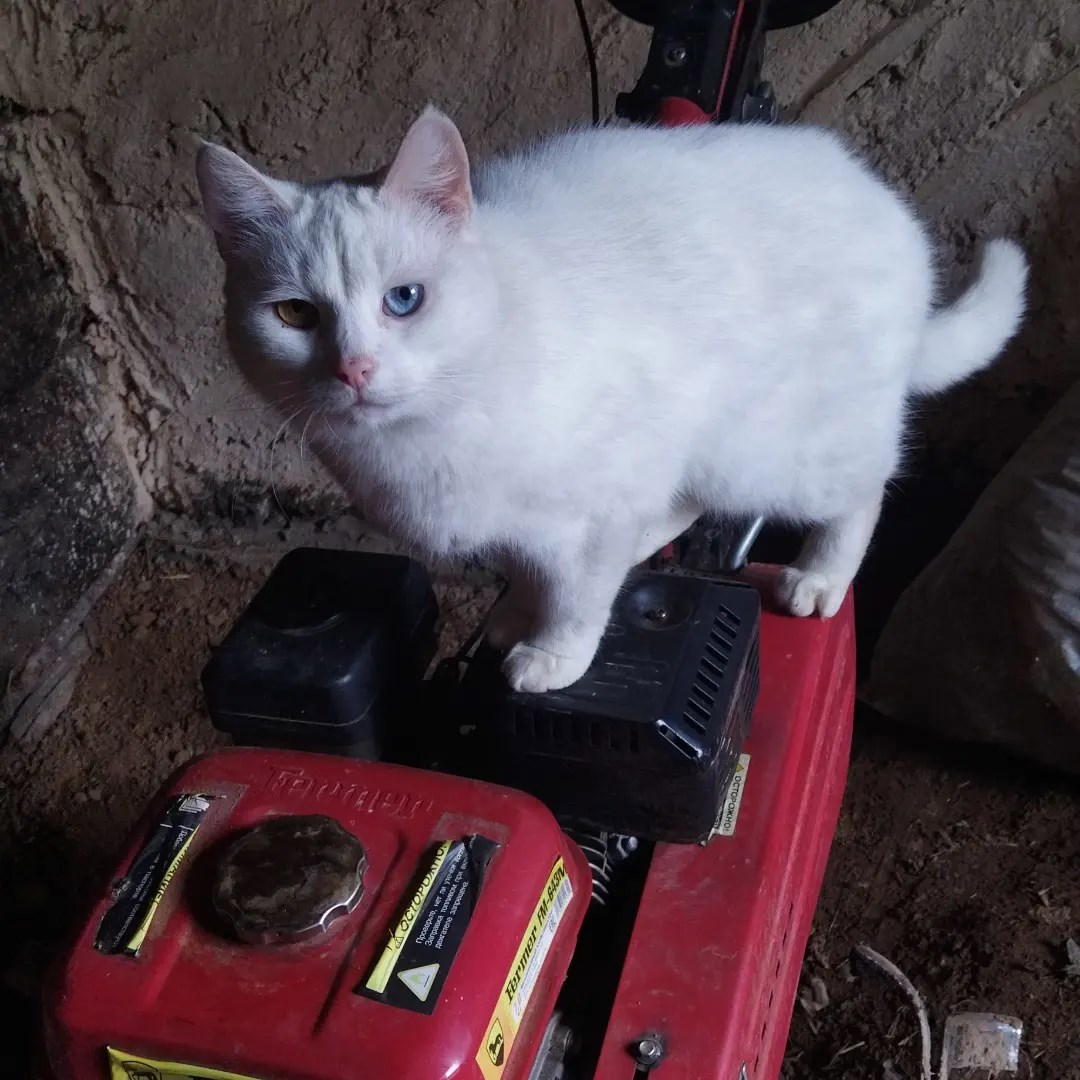 Обложка книги «Перламутровая сказка глава 2, часть 3»