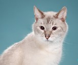 Обложка произведения Жизнь за Кота!