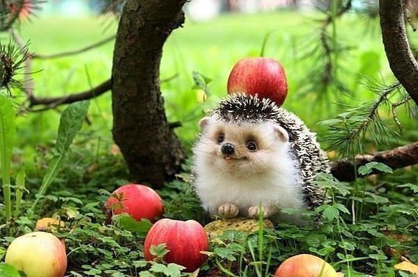 Обложка книги «Подарки от ёжика»