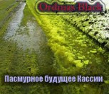 Обложка произведения Пасмурное будущее Кассии