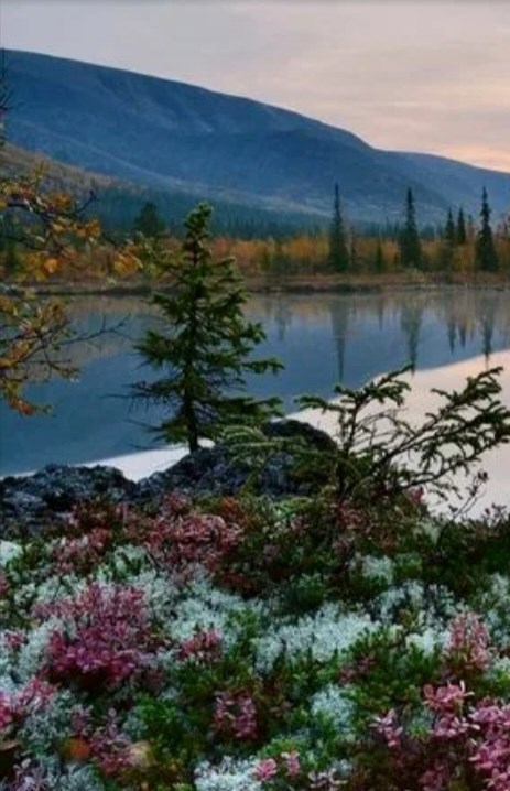 Обложка книги «Наследники Пущи»