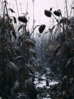 Экспериментальное поле...