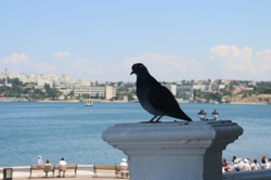 Севастополь. Город у...