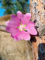 Обложка произведения В каплях росы