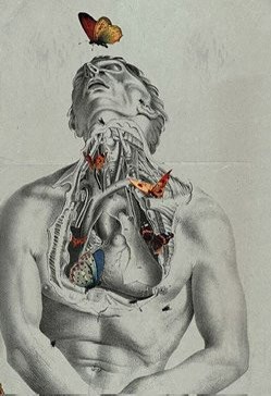 Обложка книги «Анатом»