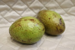 Ориби Камм Пирр -...