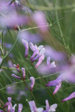 Ориби Каммпирр -...