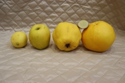 Ориби Камм Пирр -...