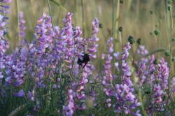 Ориби Каммпирр -...