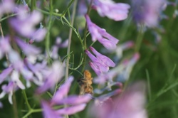 Ориби Каммпирр -...