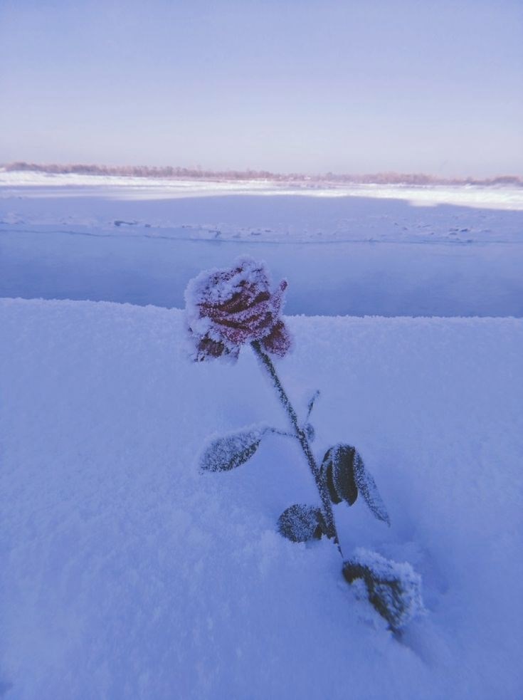Обложка книги «Сказание о снеге и розе»