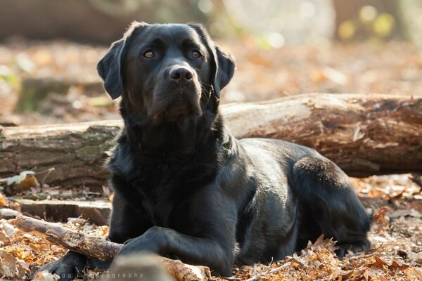 Обложка книги «Верность»