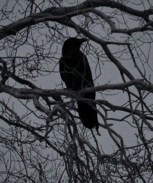 Обложка произведения Где каркнет — там беда