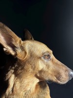 Обложка произведения Непослушная