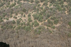 Ориби Каммпирр -...