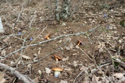 Ориби Каммпирр -...