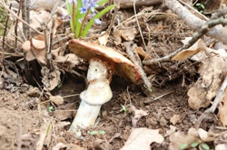 Ориби Каммпирр -...