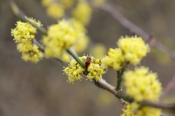 Ориби Каммпирр -...