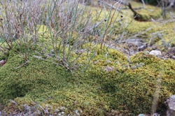 Ориби Каммпирр -...