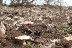 Ориби Каммпирр -...