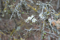 Ориби Каммпирр -...