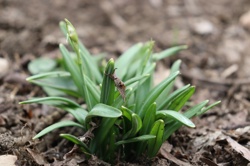 Ориби Каммпирр -...