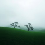 Обложка произведения В тумане