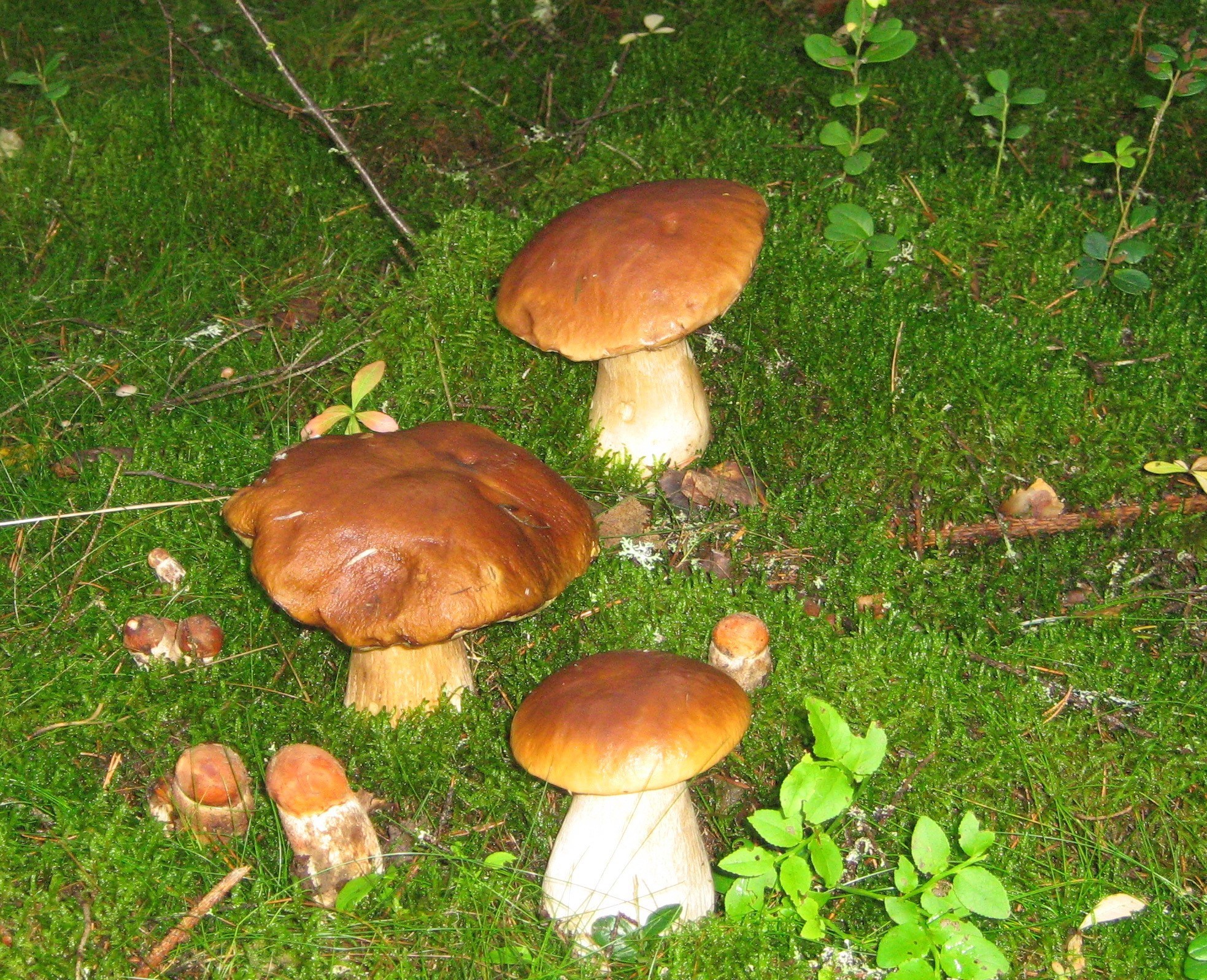 Обложка книги «Новые сказки дремучего леса»