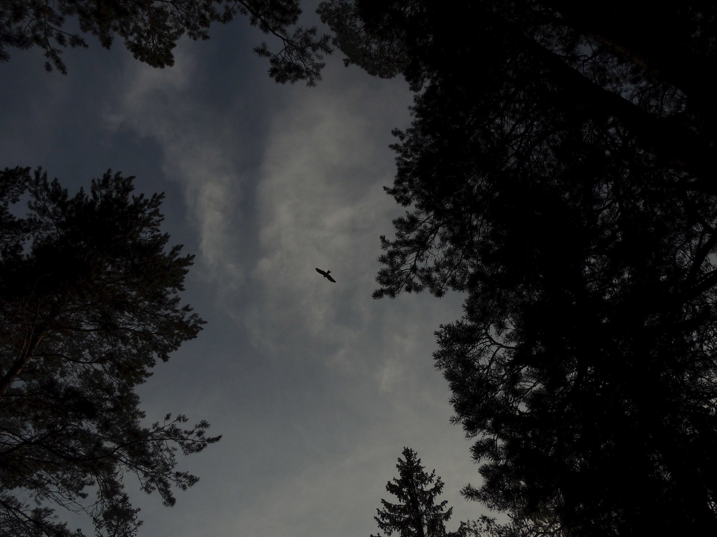 Обложка книги «Под тенью ивы»