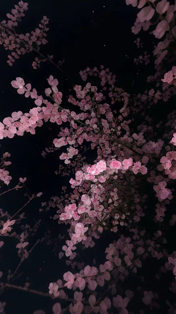 Обложка книги «Тихий свет.»