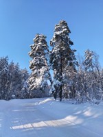 Обложка произведения Человек из метели. Часть Первая.